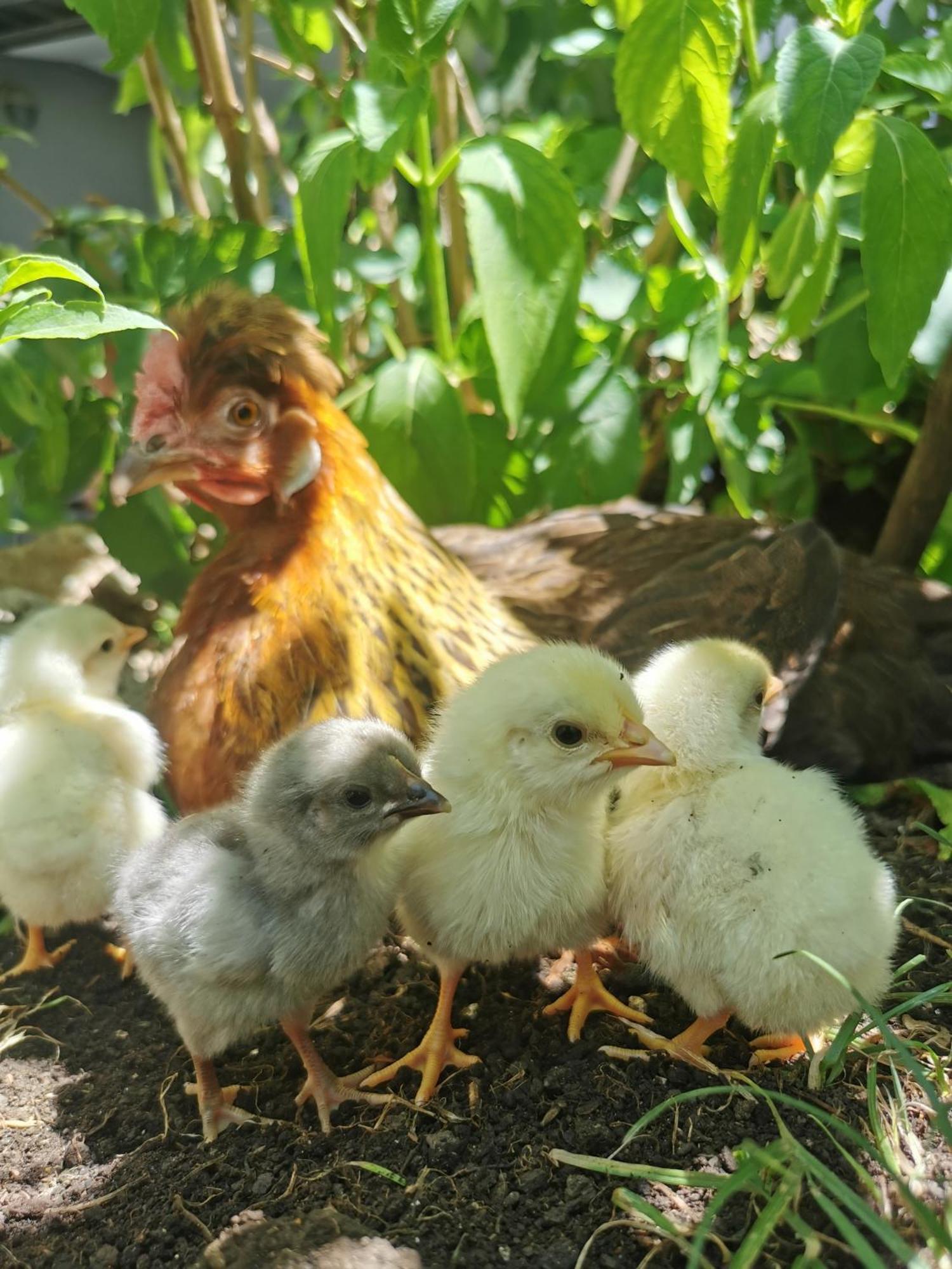 Farm Stay Pri Cepcovih Golac Kültér fotó